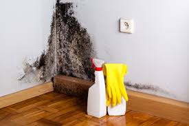 Trusted Mayville, WI Mold Inspection Experts